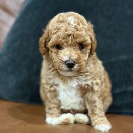 Bennie - Apricot male Poodle puppy in Nacogdoches, Texas from Nacadoodles