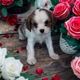 Summer - Blenheim female Cavalier King Charles Spaniel puppy in Myrtle Beach, South Carolina from Colorful-K9'S