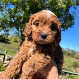 Cider - Red female Cavapoo puppy in Bloomfield, New York from Campbell Cavapoos