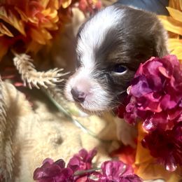 Boy 3 - Red tri-color male Australian Shepherd puppy in Newtown, Connecticut from Stepping Stone Kennel