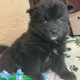 Mustang - Black female Pomsky puppy in Ravena, New York from Osiris’s Siberians & Pomskies