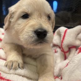 Cupid - Light golden male Golden Retriever puppy in Wiley Ford, West Virginia from Shady Hill Acres Golden Retrievers