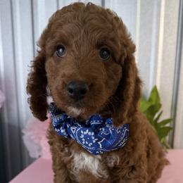 Goldendoodle and Poodle Puppies from Northern Heart Standards