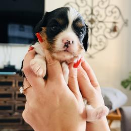 Telemachus - Tri-color male Cavalier King Charles Spaniel puppy in Spring Hill, Florida from Parisian Puppies