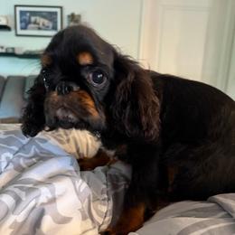 Absolem - Black and tan male English Toy Spaniel puppy in Pennsylvania from Enchanting Charlies
