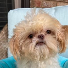 JB - Shih Tzu