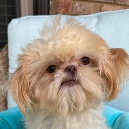 JB - Shih Tzu