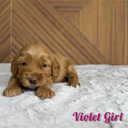 Violet Girl - Red  female Goldendoodle puppy in Modesto, California from Two Doods Doodles