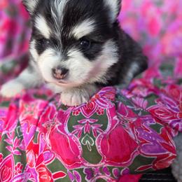 Valley - Black and white male Pomsky puppy in Mc Callsburg, Iowa from SZ Rolling Acres LLC