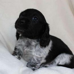 Scooby (2675) - Piebald male Dachshund puppy in Sonora, Kentucky from Maple Hill Miniature Dachshunds
