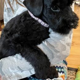 Boy 4 - male Giant Schnauzer puppy in Sedalia, Missouri from Valour's Giants