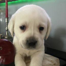 Labrador Retrievers from Marsh Land Labs LLC