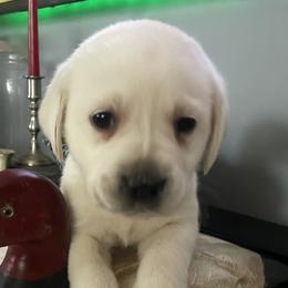 Labrador Retrievers from Marsh Land Labs LLC