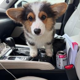 Dewey - Black and tan male Pembroke Welsh Corgi puppy in Mc Cammon, Idaho from Sunny J Corgis and Mini Americans