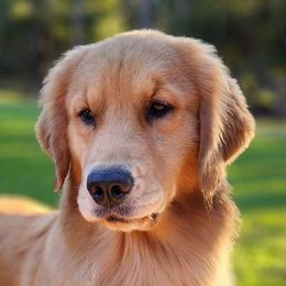 Beth - Golden Retriever