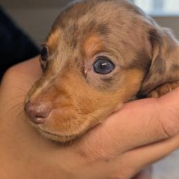 Athena - Dapple female Dachshund puppy in Waddell, Arizona from The Bearded Companions