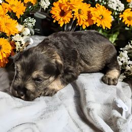 Labradoodle, Miniature Schnauzer, and Poodle Puppies from Orange Blossom Kennel