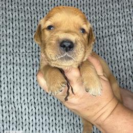 NASA (brown) - Dark golden male Golden Retriever puppy in Argyle, Texas from Skarlotte Goldens, LLC