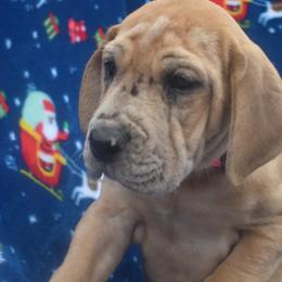 Great Dane Puppies from Big Tex K9 Konnection