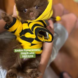 Otto chocolate 3200 pet only - Chocolate male Pomeranian puppy in Kentucky from Em&M Pomeranians