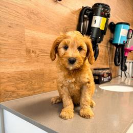 Fuji - Red  male Goldendoodle puppy in West Haven, Utah from Split Mountain Doodles