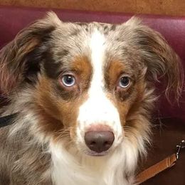 Fred - Miniature Australian Shepherd