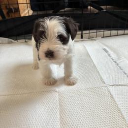 Big Red - Parti male Miniature Schnauzer puppy in Lexington, Tennessee from The Blessing