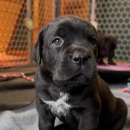 Arcana's Anakin - Black male Cane Corso puppy in Marinette, Wisconsin from Arcana Cane Corso