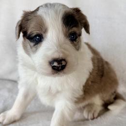 CHAI - Sable merle male Border Collie puppy in Conroe, Texas from Aloha Border Collies