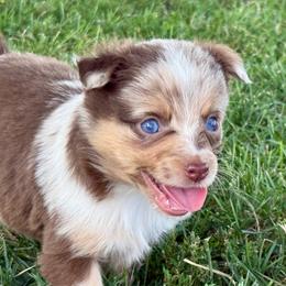 Bashful - Red merle female Miniature Australian Shepherd puppy in Mc Lean, Illinois from Kickapoo Creek Toy & Mini Aussies