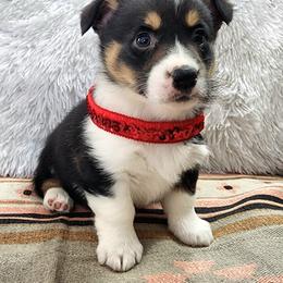 RM Female 1 - Black and tan female Pembroke Welsh Corgi puppy in Duluth, Minnesota from Up North Corgis