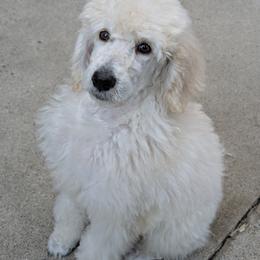 Poodle Puppies from Standard Hearts
