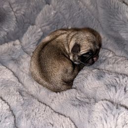 Skye - Fawn female Pug puppy in Smiths Station, Alabama from Masters Pugs