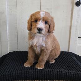 Humboldt - Red  male Goldendoodle puppy in Floyd, Virginia from Hearts and Paws Poodles and Doodles