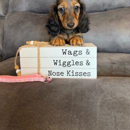 Female 4 - Sable female Dachshund puppy in Stuart, Iowa from Johnson Family Paws