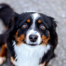Windy - Miniature Australian Shepherd