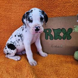 Rex - Harlequin Great Dane puppy in Cleburne, Texas from Nick and Megan's Danes