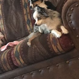 Toy Australian Shepherd All Grown Up from The Ranch of the Sun Toy Aussies