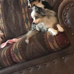 Toy Australian Shepherd All Grown Up from The Ranch of the Sun Toy Aussies