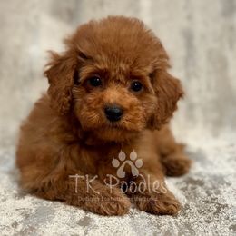 Lyric - Red  female Poodle puppy in Belleville, New Jersey from TK Poodles