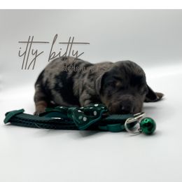 Danny - Dapple male Dachshund puppy in Canton, Texas from Itty Bitty Dachshunds