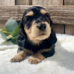 Black and Cream - Black and cream male Dachshund puppy in Nampa, Idaho from Long_and_Low_Dachshunds