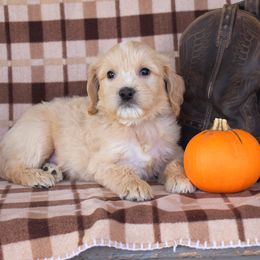 Boy 4 - male Goldendoodle puppy in Macedon, New York from Toodles Goldendoodles