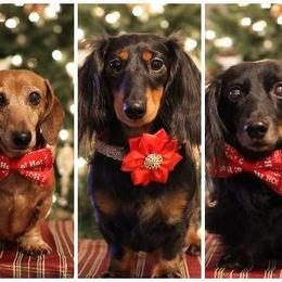 Dachshund All Grown Up from Proud Lake Dachshunds