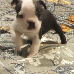 Boston Terrier Puppies from Lotus Life Puppies