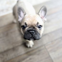 French Bulldog Puppies from Camp Fine Frenchies