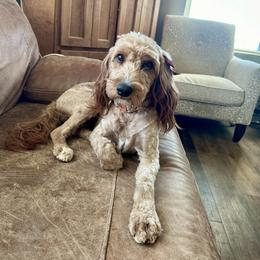 Penny - Cavapoo