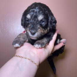 Sailor - Phantom female Bernedoodle puppy in Port Saint Lucie, Florida from Eastside Paws LLC