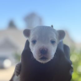 Cindy Lou - White female Maltese puppy in Raleigh, North Carolina from Loveable Litters