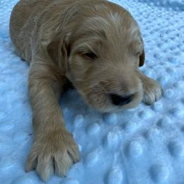 Bernedoodle Puppies from Bernedoodles of Kentucky